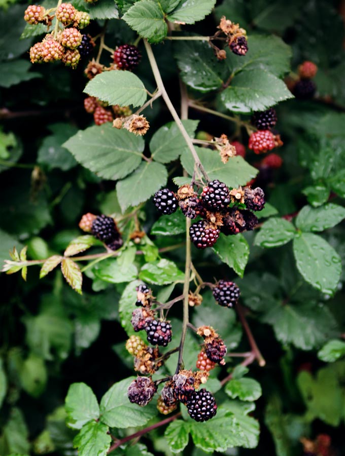 Blackberry Hazelnut Crumble Bars | My New Roots