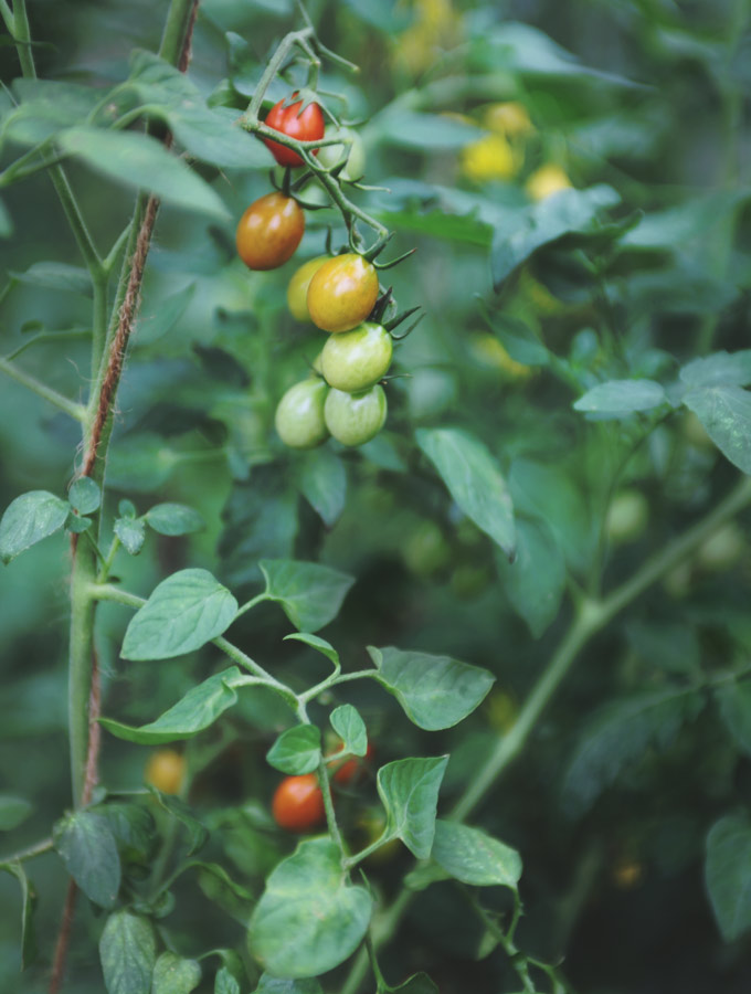 tomatoes