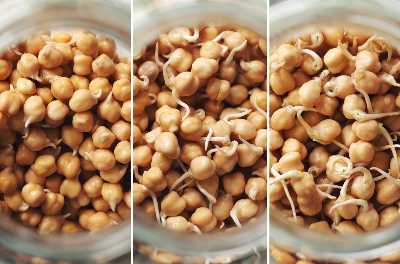 Sprouted Chickpeas Nutrition Sprouted Chickpeas Nutrition