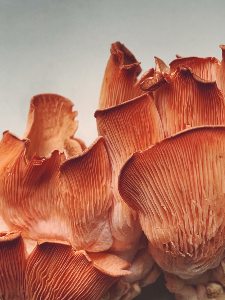 Rainbo Mushrooms + Mushroom Bon Bons